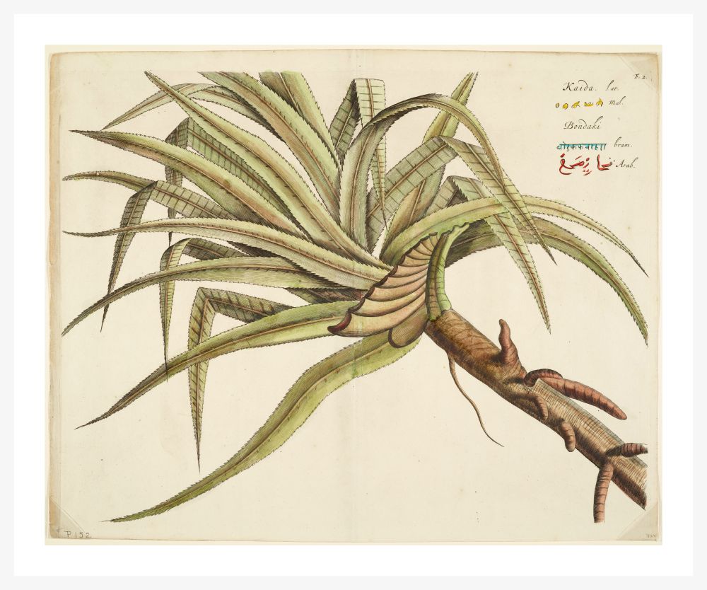 HORTUS MALABARICUS