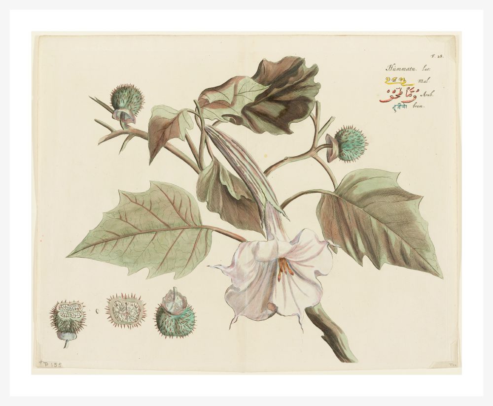 HORTUS MALABARICUS