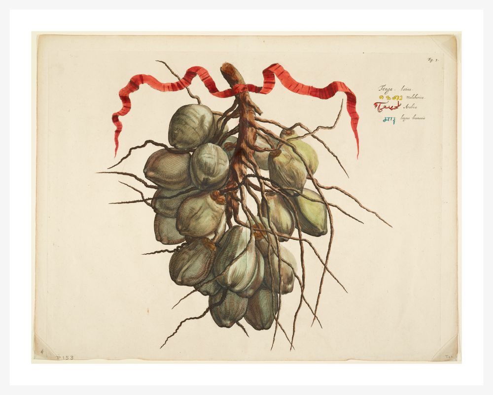 HORTUS MALABARICUS