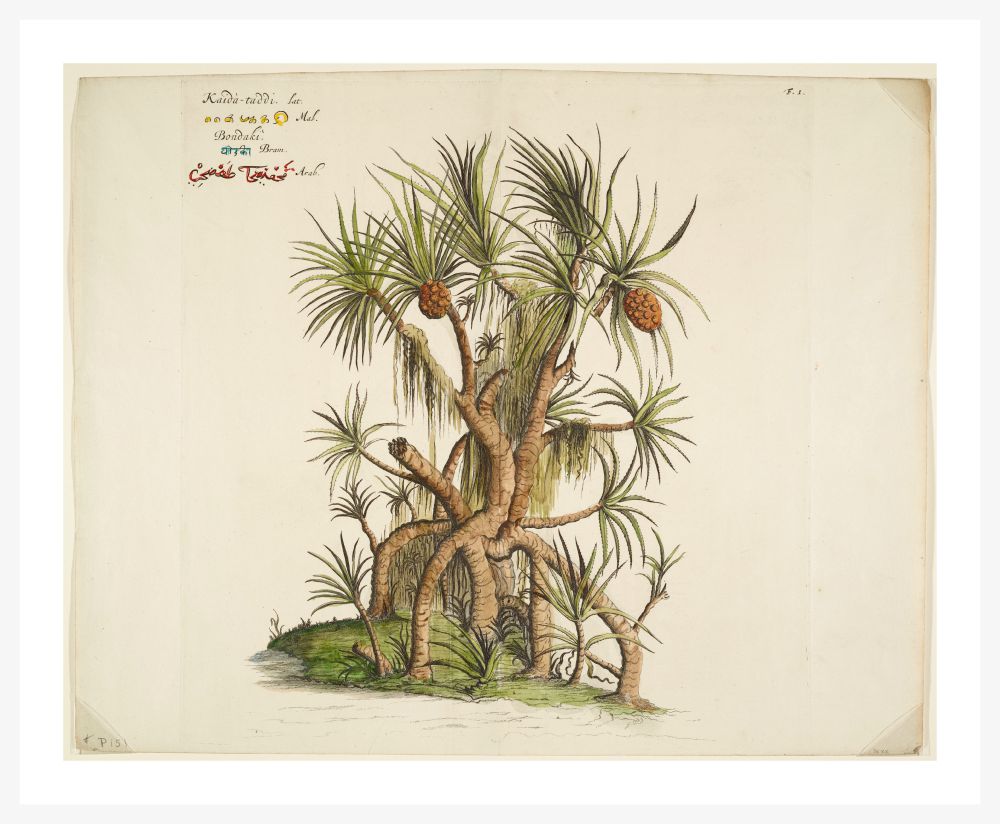 HORTUS MALABARICUS