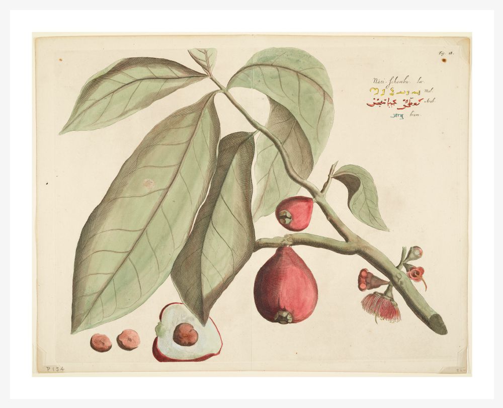 HORTUS MALABARICUS