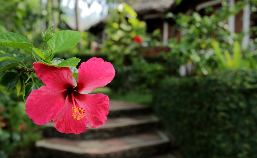 MANALTHEERAM AYURVEDA BEACH VILLAGE   -  Chowara Beach, Kerala, India