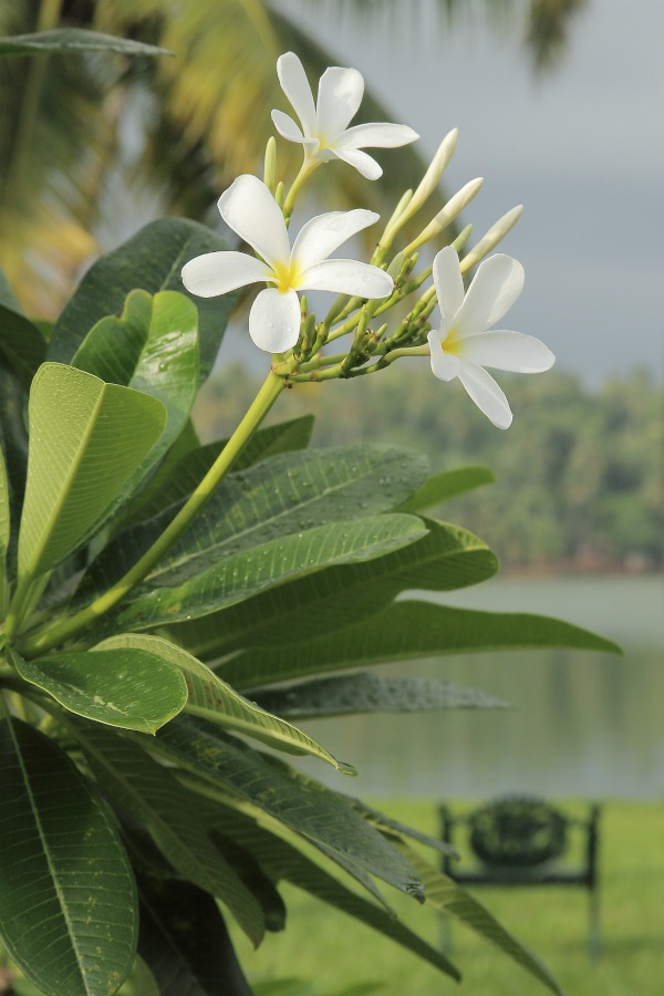 Sprit Image