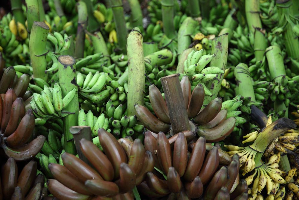 FROM A TO Z 
FRUITS & VEGETABLES IN AYURVEDA 