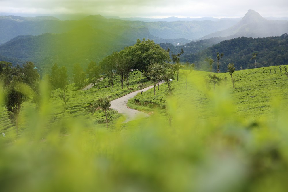 DAY 3: MUNNAR 
- Ecotones Camps 
- Mountain village walk 