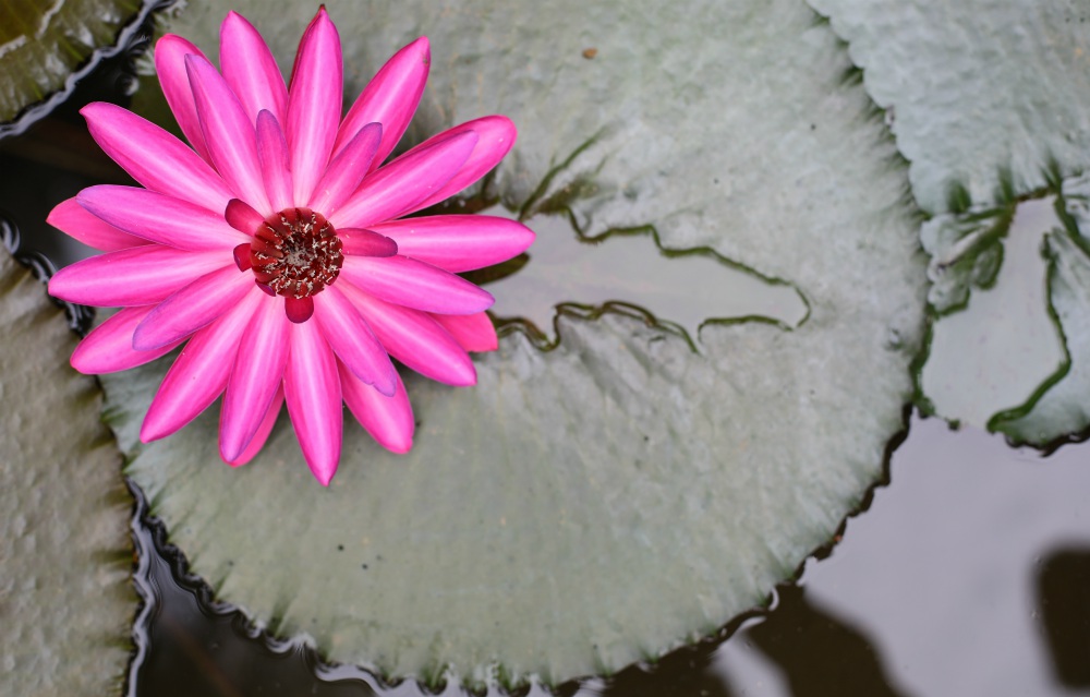 LOTUS MUDRA