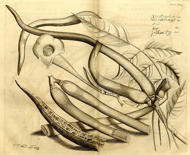 HORTUS MALABARICUS