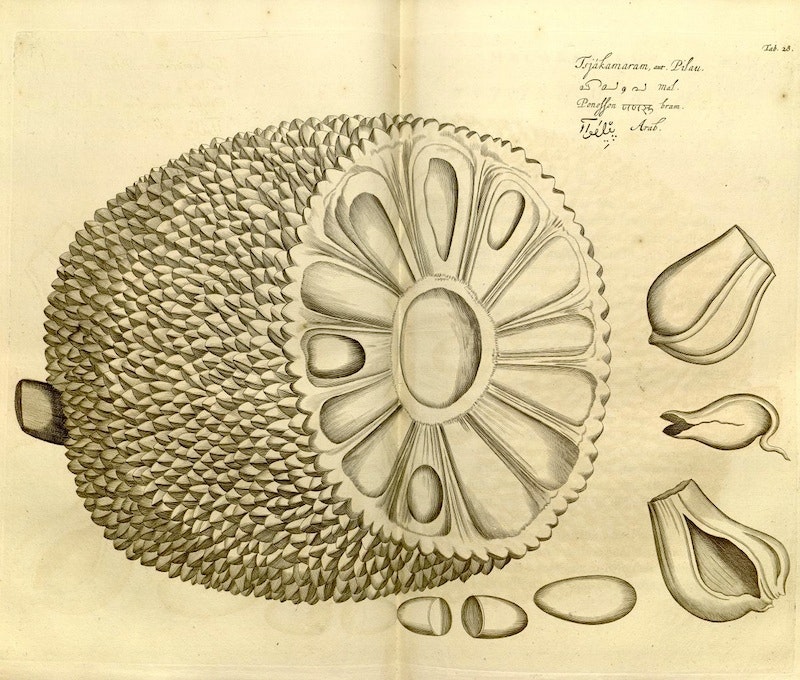HORTUS MALABARICUS