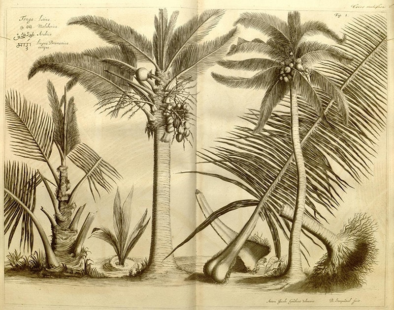 HORTUS MALABARICUS