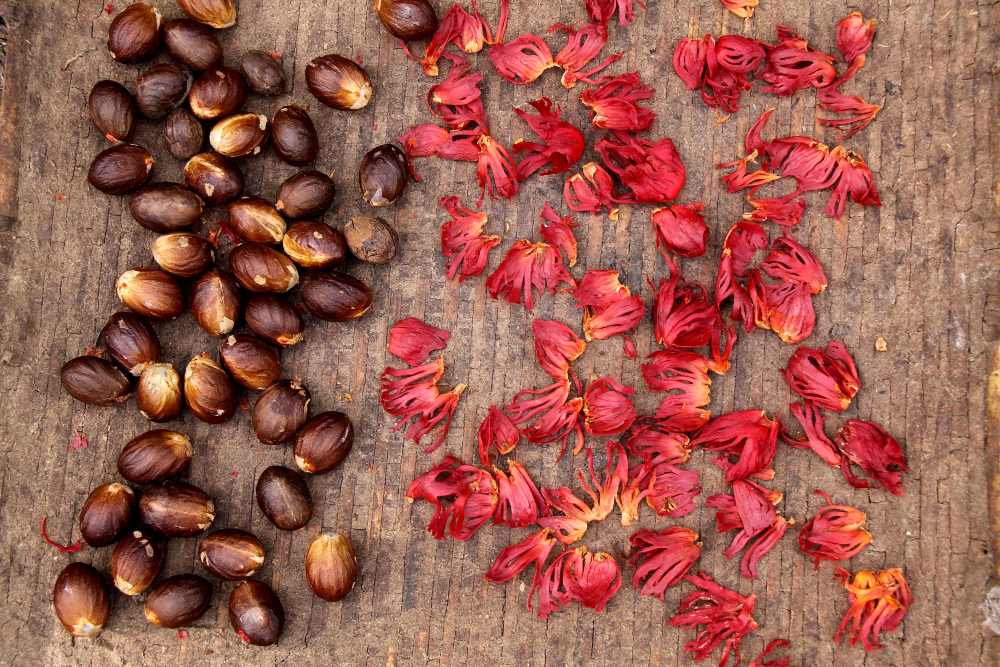 FROM A TO Z
SPICES & OTHER INGREDIENCES IN AYURVEDA
