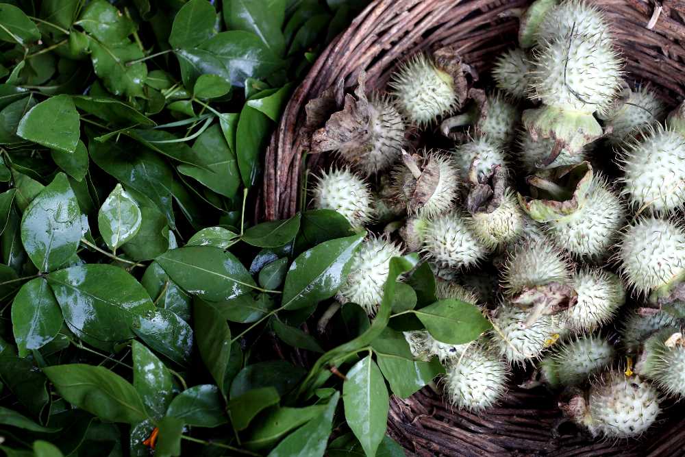 FROM A TO Z 
FRUITS & VEGETABLES IN AYURVEDA 
