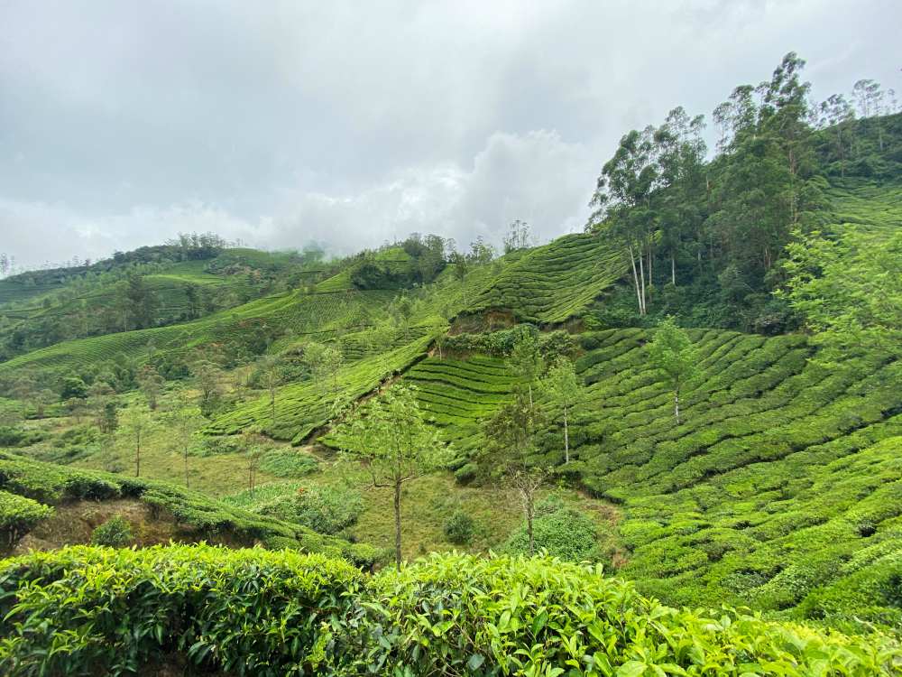 Masala Chai in the God's Own Country