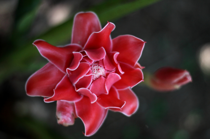 INDIA’S FIRST ORCHID FARM  - Vinoo Karthikeyan   