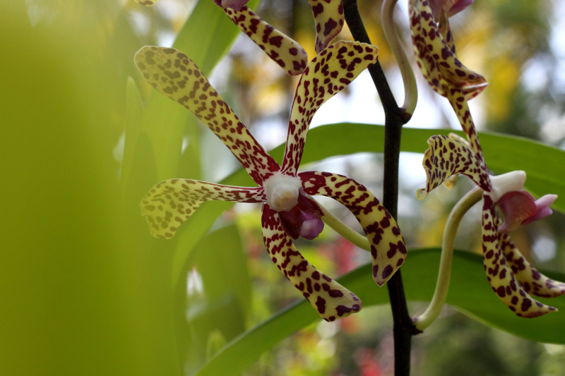 INDIA’S FIRST ORCHID FARM  - Vinoo Karthikeyan  