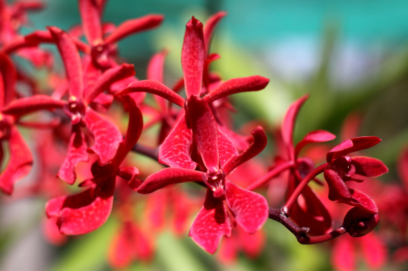 INDIA’S FIRST ORCHID FARM  - Vinoo Karthikeyan 
