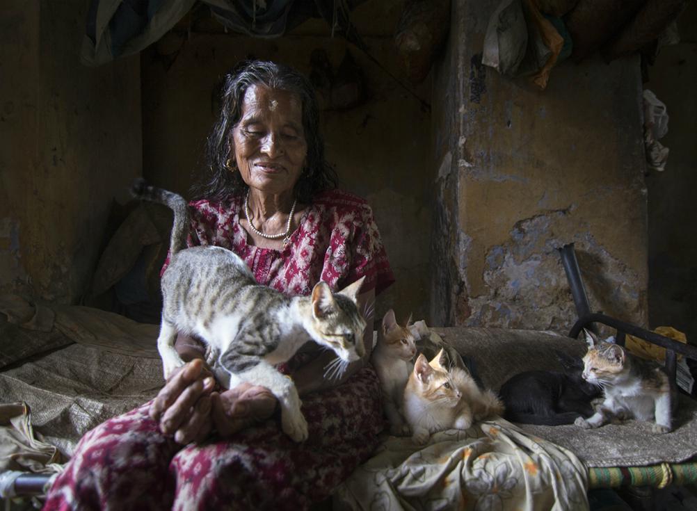  PEEMAKUMARI'S CATS