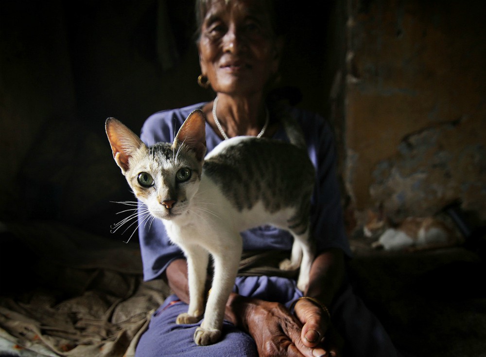 PEEMAKUMARI'S CATS